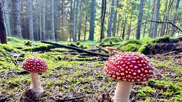 Dwa muchomory czerwone o intensywnie czerwonych kapeluszach pokrytych białymi kropkami rosną na miękkim, zielonym mchu w sosnowym lesie, w świetle wpadającym pomiędzy wysokie drzewa. Dwa muchomory czerwone o intensywnie czerwonych kapeluszach pokrytych białymi kropkami rosną na miękkim, zielonym mchu w sosnowym lesie, w świetle wpadającym pomiędzy wysokie drzewa.