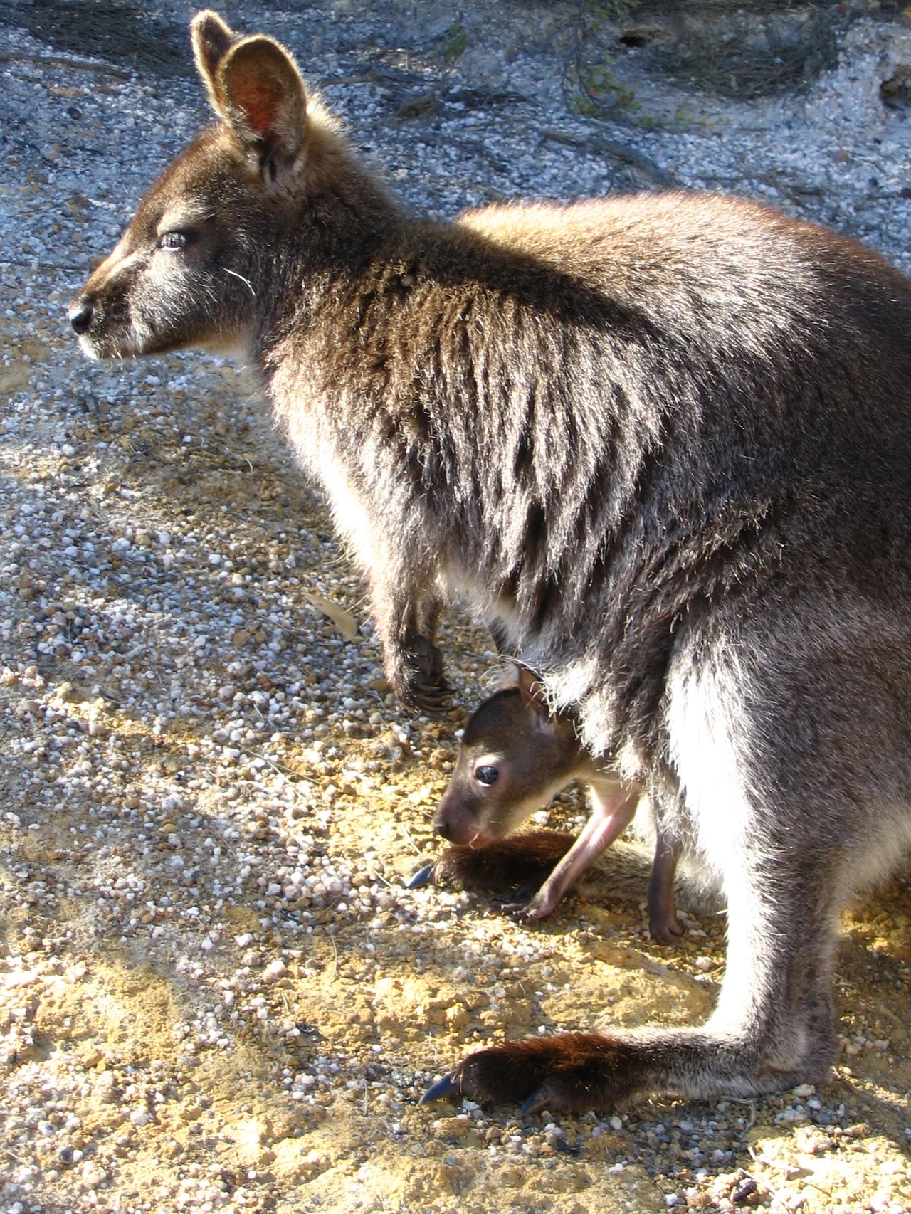 Australia jest niezwykle różnorodna Australia jest niezwykle różnorodna