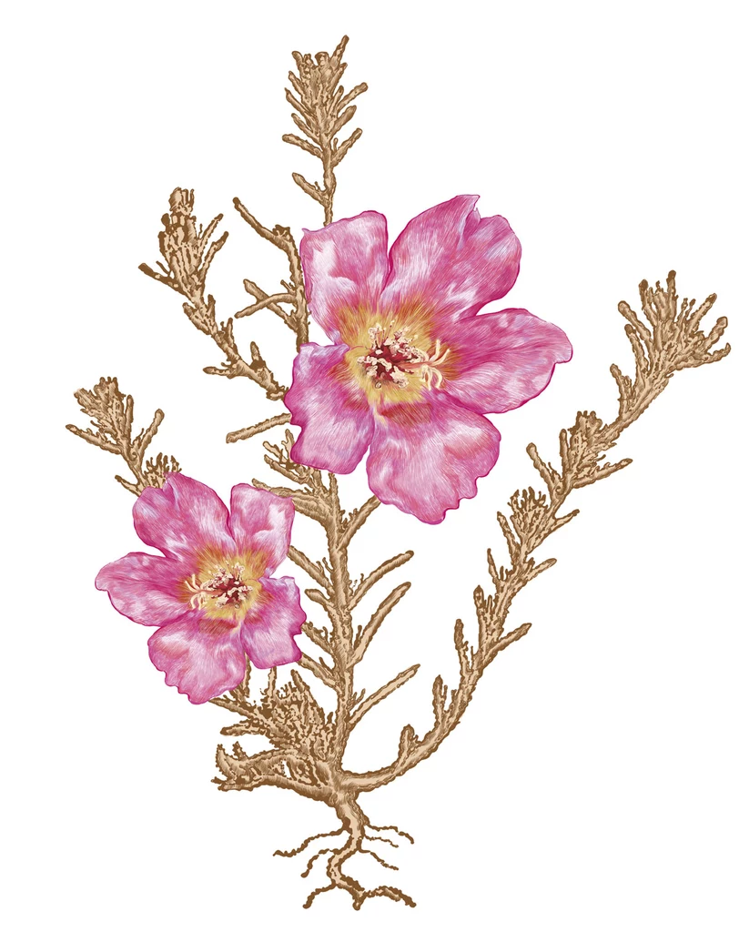 Portulaca pilosa