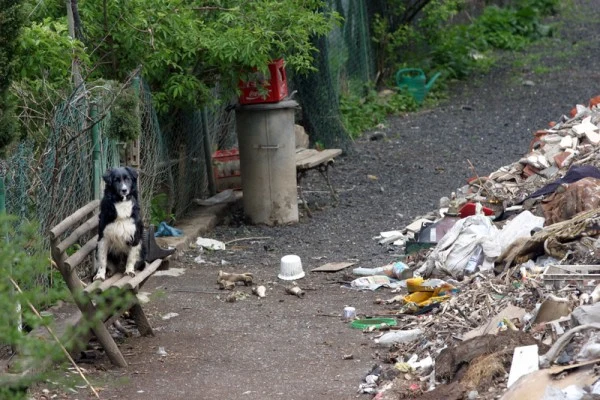 Wokół pełno jest wygłodniałych, bezpańskich psów /fot.Paweł Skorzewski Wokół pełno jest wygłodniałych, bezpańskich psów /fot.Paweł Skorzewski