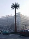 Palma na warszawskim rondzie Palma na warszawskim rondzie