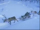 Można sobie kupić gulasz lub pasztet reniferowy... Można sobie kupić gulasz lub pasztet reniferowy...
