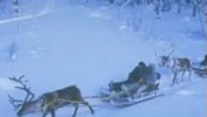 Można sobie kupić gulasz lub pasztet reniferowy...