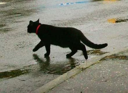 Czarny kot, który przebiegnie nam drogę, to gwarantowany pech