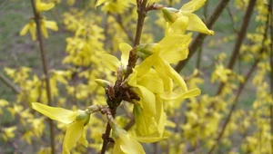 Forsycja - bogactwo wiosny