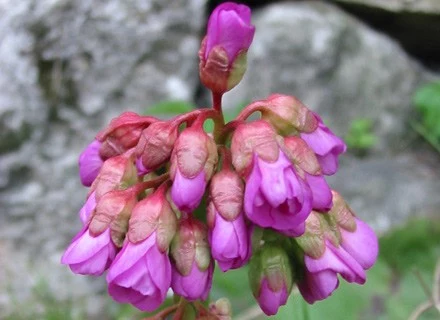 Bergenia, fot. Małgorzata Grelowska