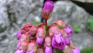 Bergenia, fot. Małgorzata Grelowska