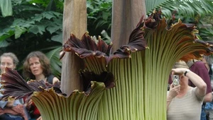 Dziwidło olbrzymie (Amorphophallus titanum)