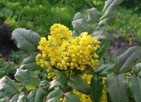 Mahonia, fot. Małgorzata Grelowska