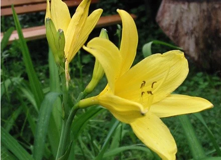 Liliowiec żółty, fot. Małgorzata Grelowska