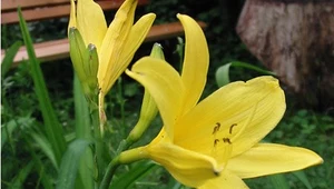 Liliowiec żółty, fot. Małgorzata Grelowska