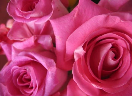 Róża wsławiła się na przestrzeni wieków jako roślina lecznicza