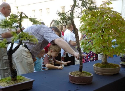 VII Festiwal Kultury Japońskiej w Krasiczynie - wystawa bonsai fot. Jacek Wajda
