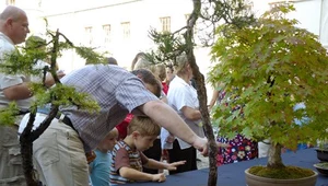 VII Festiwal Kultury Japońskiej w Krasiczynie - wystawa bonsai fot. Jacek Wajda