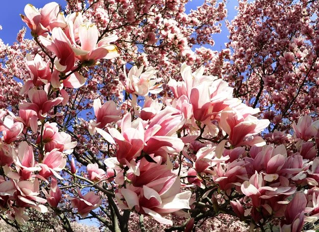 Taką magnolię możesz mieć w swoim ogrodzie