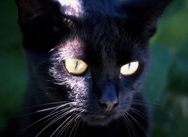 Czarny kot nie wróży niczego dobrego