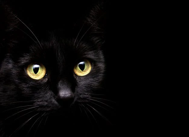 Spotkać czarnego kota w piątek 13. to prawdziwy pech...