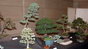 Bonsai