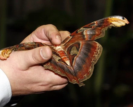 Wrocławskie ZOO - Motylarnia. Znajduje się tu hala wolnych lotów i wylęgarnia, można tam obserwować przekształcanie się poczwarki w motyla. Sala jest miniaturą dżungli, motyle żyją wśród owoców cytrusowych, storczyków, bananowca i innych roślin. Wrocławskie ZOO - Motylarnia. Znajduje się tu hala wolnych lotów i wylęgarnia, można tam obserwować przekształcanie się poczwarki w motyla. Sala jest miniaturą dżungli, motyle żyją wśród owoców cytrusowych, storczyków, bananowca i innych roślin.