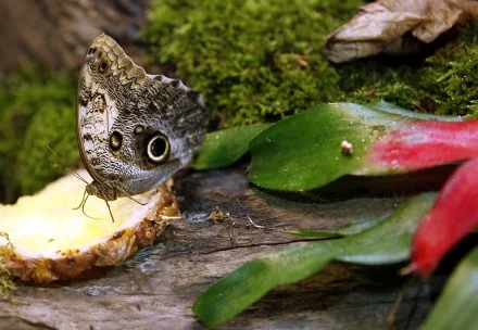 Wrocławskie ZOO - Motylarnia. Znajduje się tu hala wolnych lotów i wylęgarnia, można tam obserwować przekształcanie się poczwarki w motyla. Sala jest miniaturą dżungli, motyle żyją wśród owoców cytrusowych, storczyków, bananowca i innych roślin. Wrocławskie ZOO - Motylarnia. Znajduje się tu hala wolnych lotów i wylęgarnia, można tam obserwować przekształcanie się poczwarki w motyla. Sala jest miniaturą dżungli, motyle żyją wśród owoców cytrusowych, storczyków, bananowca i innych roślin.