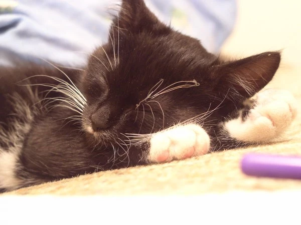 Figaro Figaro