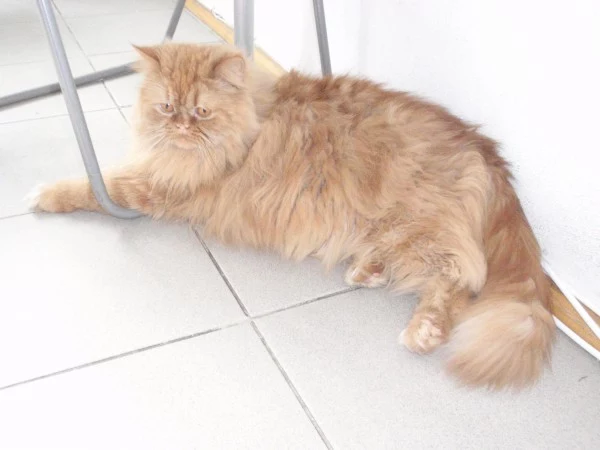 Toffi Toffi