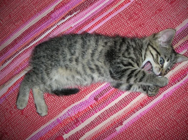 Miś Miś