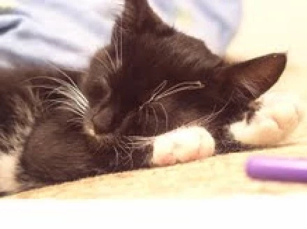 Figaro Figaro