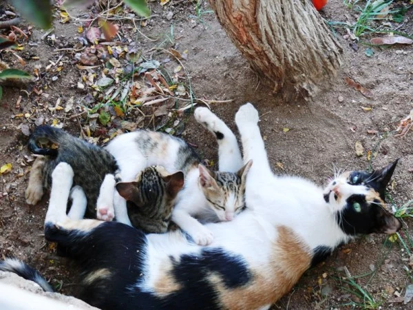 Kochani, śniadanko! Kochani, śniadanko!
