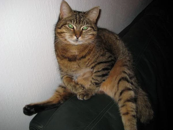 Miska Miska