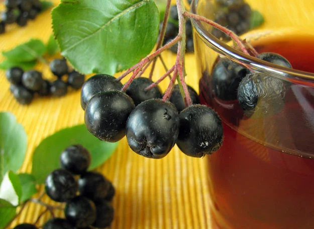 Aronia jest coraz popularniejsza w polskich ogródkach Aronia jest coraz popularniejsza w polskich ogródkach