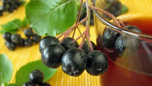 Aronia jest coraz popularniejsza w polskich ogródkach