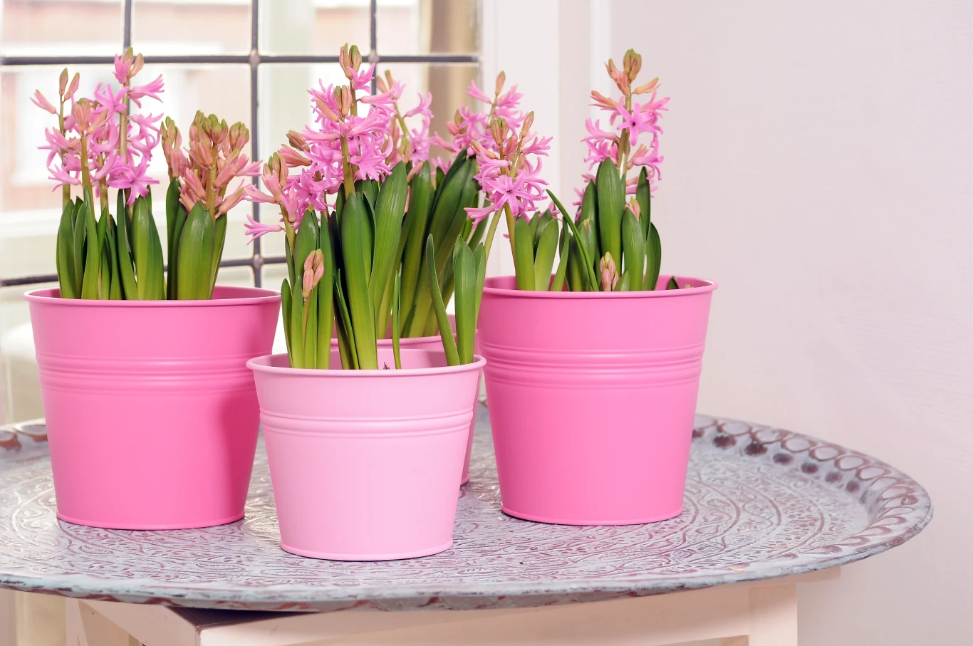 Fot. Biuro Kwiatowe Holandia