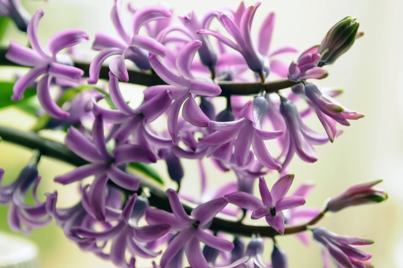 Fot. Biuro Kwiatowe Holandia