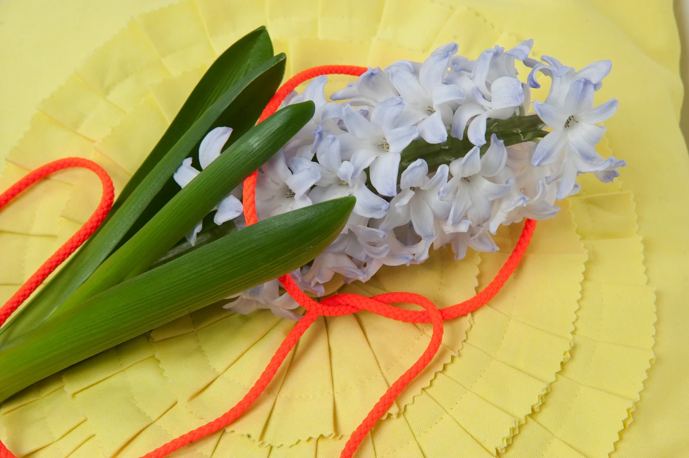 Fot. Biuro Kwiatowe Holandia