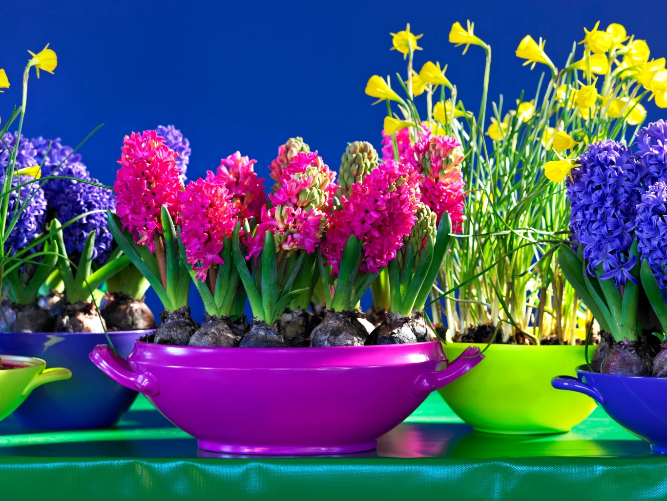 Fot. Biuro Kwiatowe Holandia