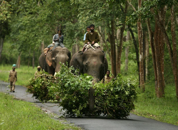 Udomowione słonie to w południowych Indiach widok normalny