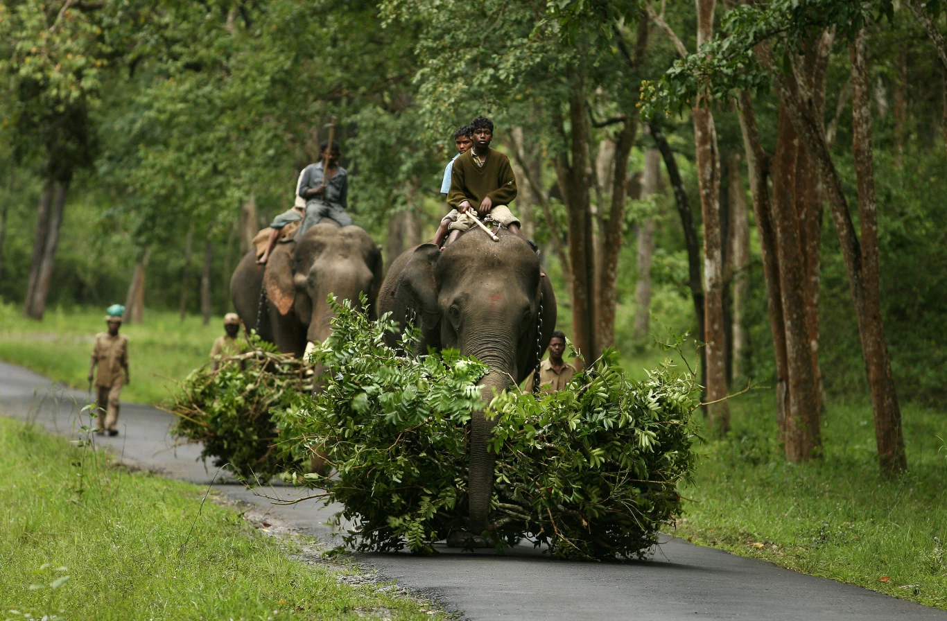 Udomowione słonie to codzienny widok
