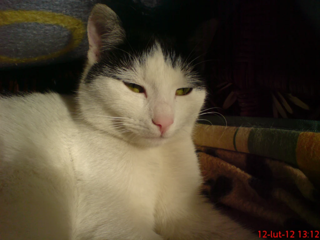 Ulicznica. Nasza nowa lokatorka. Urodzona i wychowana na ulicy, od 4 tygodni oswajana w warunkach domowych. Już powoli nabiera zaufania, ale jeszcze nie zawsze da się pogłaskać. Ulicznica. Nasza nowa lokatorka. Urodzona i wychowana na ulicy, od 4 tygodni oswajana w warunkach domowych. Już powoli nabiera zaufania, ale jeszcze nie zawsze da się pogłaskać.