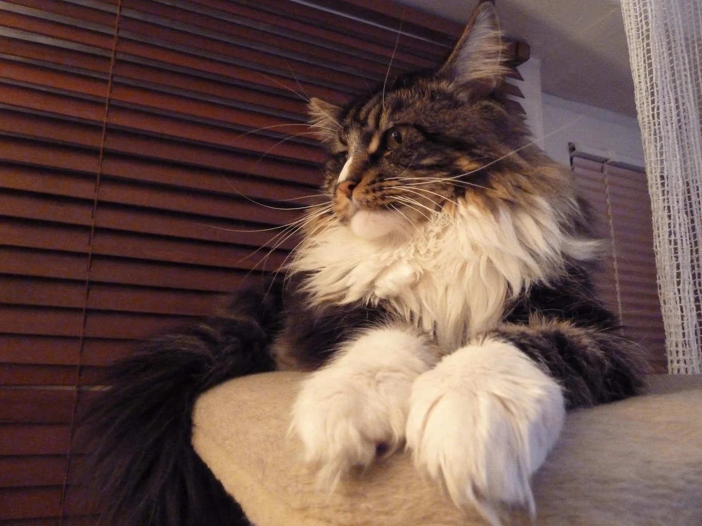 Wspaniały, kochany Aram, kot rasy Main Coon. Wspaniały, kochany Aram, kot rasy Main Coon.