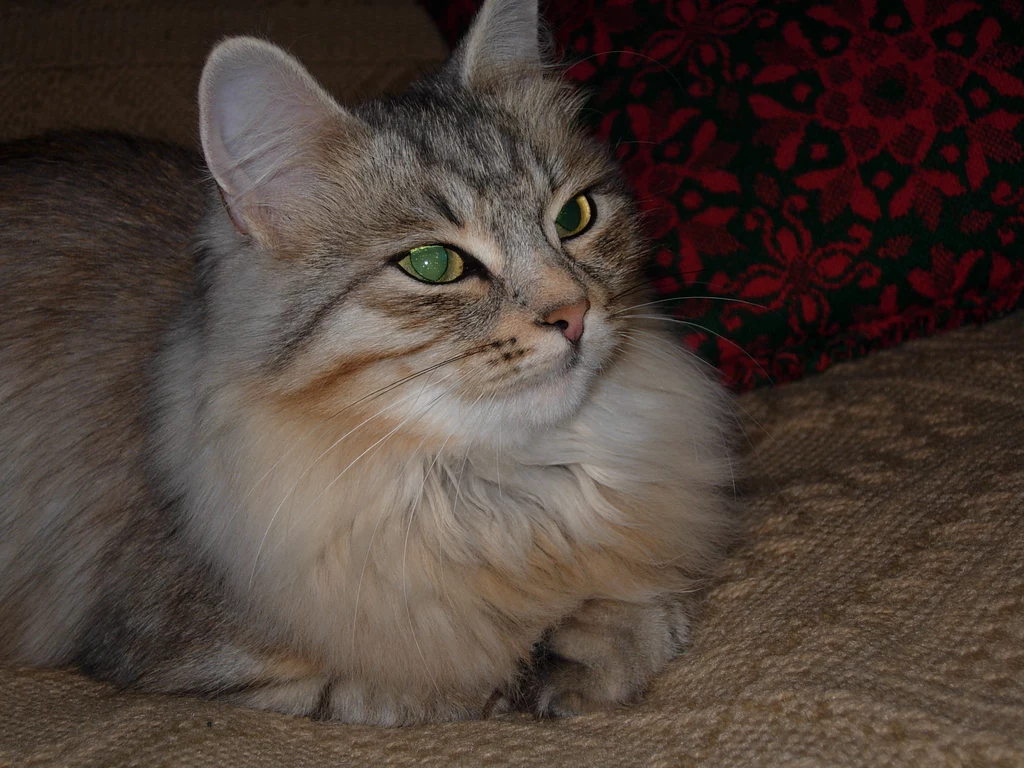 Stella Stella
