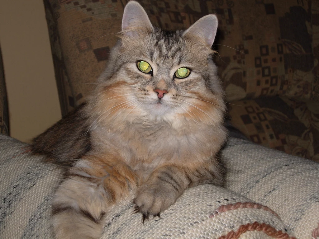 Stella Stella