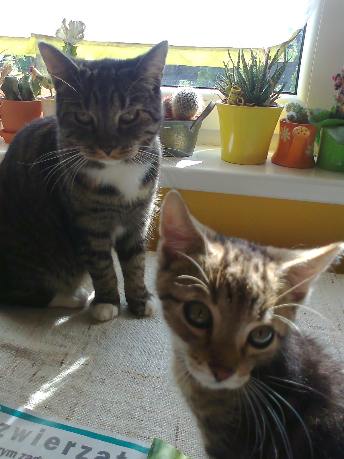 Zuzia i Alvin Zuzia i Alvin