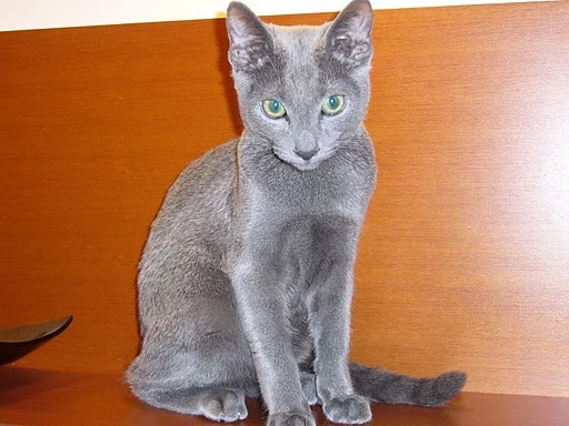 Kot BAXTER (rosyjski-niebieski) Kot BAXTER (rosyjski-niebieski)