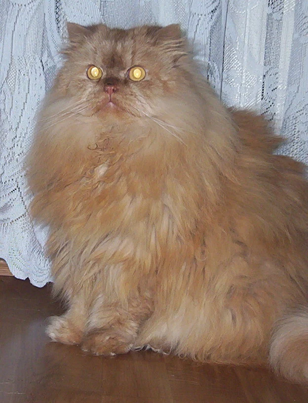 Puszek Puszek