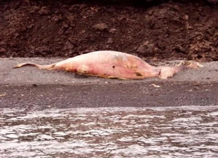 Szczątki domniemanego "qaqrata", wyrzucone przez ocean na brzeg Alaski