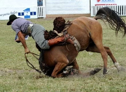 Tutaj kontakt z ziemią zalicza uczestnik rodeo w Urugwaju, marzec 2008