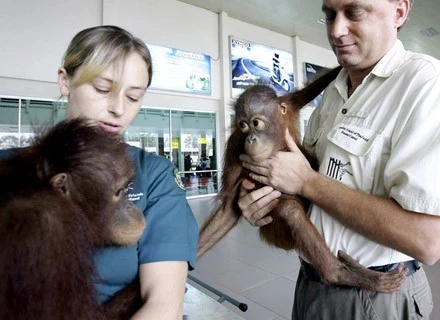 Na zdj. Edwin Wiek i Cheryl Macpherson trzymają na rękach dwa przemycone orangutany z Indonezji . Na zdj. Edwin Wiek i Cheryl Macpherson trzymają na rękach dwa przemycone orangutany z Indonezji .