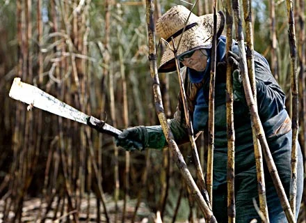 Ed ciągle msuiał torował sobie drogę maczetą. Machał nią jak ten robotnik na polu trzciny cukrowej Ed ciągle msuiał torował sobie drogę maczetą. Machał nią jak ten robotnik na polu trzciny cukrowej