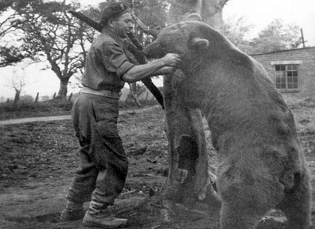 Wojtek w czasie zapasów z żołnierzem II Korpusu Franciszkiem Baczorem